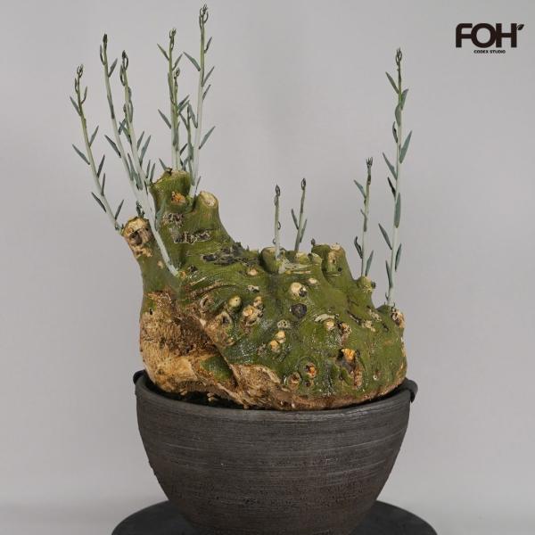 F60 アデニア ペチュエリー Adenia pechuelii ナミビア産 発根済み 現地球
