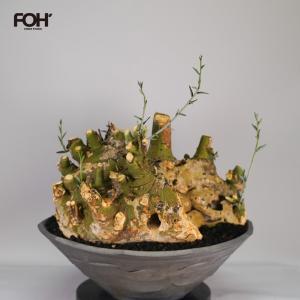 F61 アデニア ペチュエリー Adenia pechuelii ナミビア産 発根済み 現地球