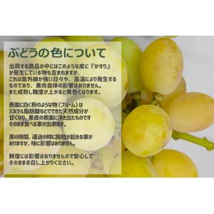 訳あり シャインマスカット 産地直送 約2kg...の詳細画像3