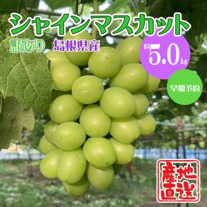 訳あり シャインマスカット 予約受付 7月下旬~9月下旬順次発送 産地直送 約5kg(7~10房見当) 島根県産  ご家庭用  フルーツ 葡萄 ふぞろい有