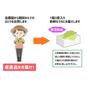 訳あり シャインマスカット 産地直送 約2kg...の詳細画像4