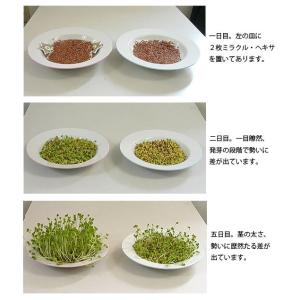 【単品】「+19」ミラクル・ヘキサ、セラミック...の詳細画像3