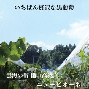 【予約】2026年産予約開始 ニューピオーネ ...の詳細画像1