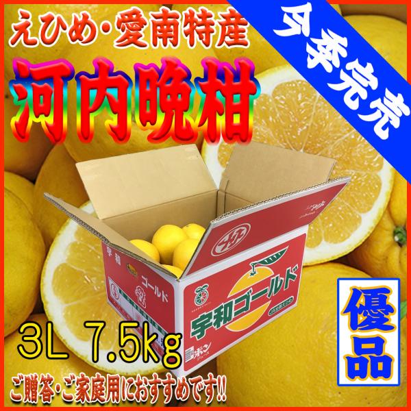 2024　ギフト　贈り物　プレゼント　河内晩柑（かわちばんかん・愛媛産・愛南・優３Ｌサイズ）7.5ｋ...