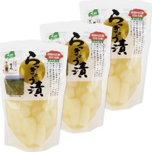 鳥取砂丘産 らっきょう漬 １３０ｇ ３袋セット  送料無料 センナリ 米酢 鳥取県｜hgurume