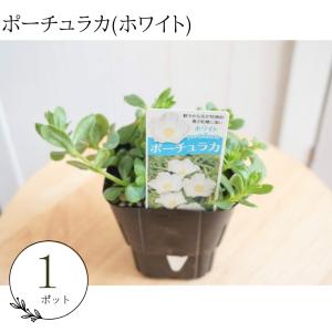 生産者直送♪【１ポット】ポーチュラカ　ホワイト 　花苗　苗　花壇苗