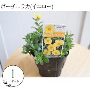 生産者直送♪【１ポット】ポーチュラカ　イエロー 　花苗　苗　花壇苗