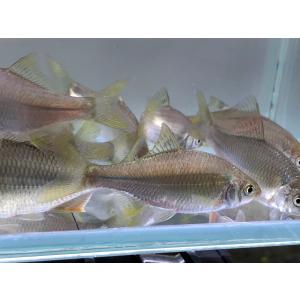 カネヒラ　3cm　10匹　（タナゴ）日本淡水魚