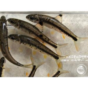 カワヒガイ　Lサイズ　1ペア（淡水魚）川魚