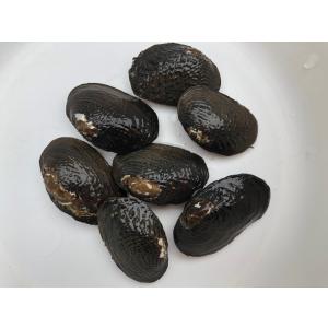 マツカサガイ 10匹(タナゴ)二枚貝 マツカサ貝の商品画像