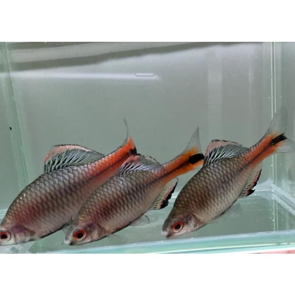 タイワンタナゴ　2〜3cm　10匹　（淡水魚）タナゴ