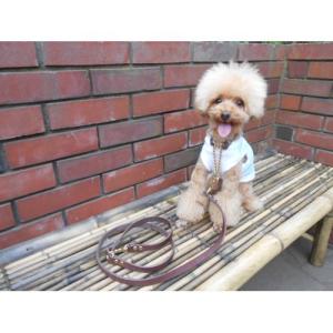 現行 未使用保管 バーバリー チェック ドッグリード ペット 80733651