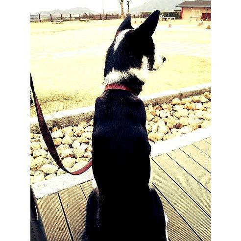 リードとハーフチョーク首輪セット 中型犬 大型犬 おしゃれ かわいい ブランド 名入れ 迷子札 サド...