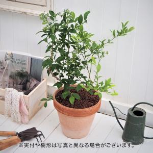 父の日 花 鉢物 果樹 「ブルーベリー」 ギフト 日比谷花壇の商品画像