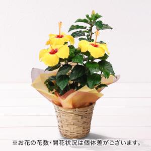 豪華 クリスマスローズ 開花株 [ジョーカー ]鉢植え 6号鉢 高さ45cm