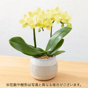 父の日 ギフト 花鉢 ミディ胡蝶蘭（イエロー） 日比谷花壇公式ショップ｜hibiyakadan