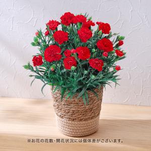 母の日 早割実施中!【日比谷花壇公式】母の日 ...の詳細画像1