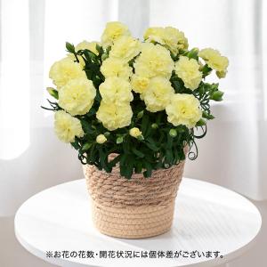 母の日 早割実施中！【日比谷花壇公式】母の日 カーネーション「ピーチキャンドル」