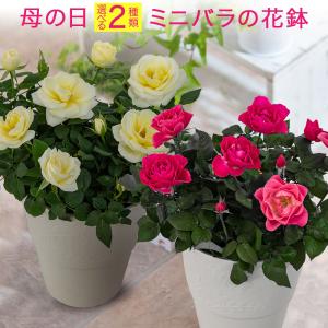 母の日 2023 花 ギフト プレゼント 鉢植え 2種類から選べる ミニバラ鉢 大西 隆コレクション 鉢花 花鉢