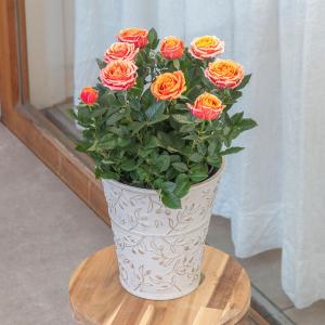 【日比谷花壇公式】母の日 大西 隆コレクション ミニバラ「カメルーン」