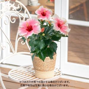 母の日 2024 花鉢 ロングライフ ハイビスカス「グレース」 日比谷花壇公式ショップ 鉢花