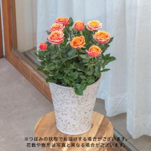 【日比谷花壇公式】母の日 大西 隆コレクション...の詳細画像1