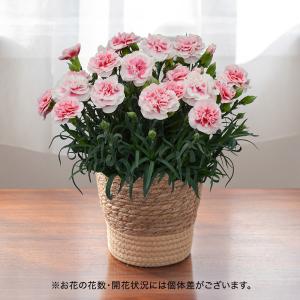 母の日 2024 花鉢 カーネーション「さくらフロマージュ」ピンク白複色 日比谷花壇公式ショップ 鉢花｜hibiyakadan
