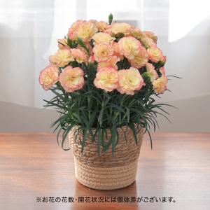 母の日 2024 花鉢 カーネーション「パナシェ」淡イエロー系ピンク覆輪 日比谷花壇公式ショップ 鉢花