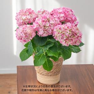 母の日 2024 花鉢 アジサイ「マジカルマーブルピンク」 日比谷花壇公式ショップ 鉢花｜hibiyakadan