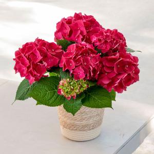 【日比谷花壇公式】母の日 アジサイ「ホットレッド」