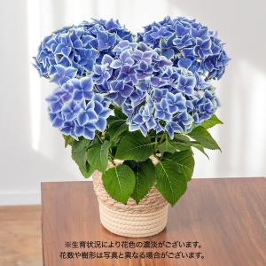 母の日 2024 花鉢 アジサイ 「フラウニュータイコ」 青系 日比谷花壇公式ショップ 鉢花の商品画像