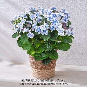 母の日 2024 花鉢 アジサイ「コンペイトウブルー」青系 日比谷花壇公式ショップ 鉢花｜hibiyakadan
