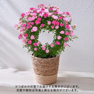 【日比谷花壇公式】母の日 つるバラ(ピンク2色...の詳細画像1