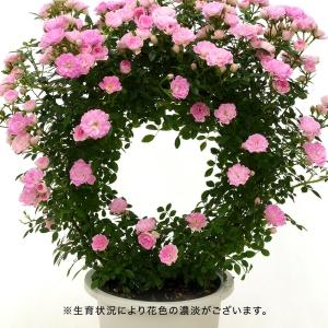 【日比谷花壇公式】母の日 つるバラ(ピンク2色...の詳細画像2