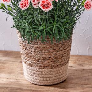 珍しい花の商品一覧 通販 Yahoo ショッピング