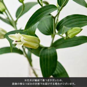 日比谷花壇公式 お供え 花 お供え用 アレンジ...の詳細画像3