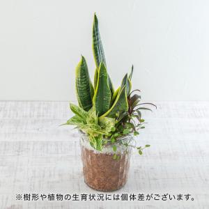 誕生日 花 プレゼント 観葉植物季節の観葉  エコスギ寄せ植え 記念日 結婚祝い 結婚記念日 送別｜hibiyakadan