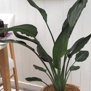 日比谷花壇公式 観葉植物「レギネ(L)・バスケ...の詳細画像1