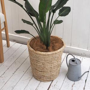 日比谷花壇公式 観葉植物「レギネ(L)・バスケ...の詳細画像2