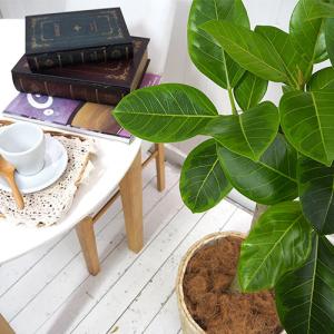 日比谷花壇公式 観葉植物「アルテシマゴム(L)...の詳細画像1