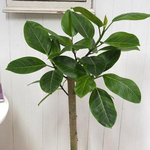 日比谷花壇公式 観葉植物「アルテシマゴム(L)...の詳細画像2