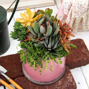 多肉植物寄せ植え アンティークポット 花 ギフト 誕生日