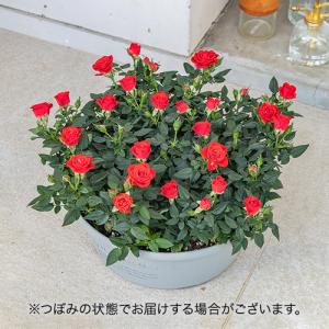 日比谷花壇公式 花鉢 ギフト バラ セントラル...の詳細画像1