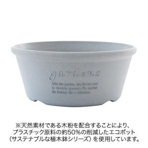 日比谷花壇公式 花鉢 ギフト バラ セントラル...の詳細画像2