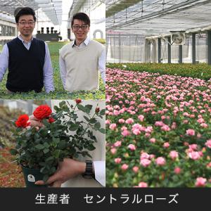 日比谷花壇公式 花鉢 ギフト バラ セントラル...の詳細画像3