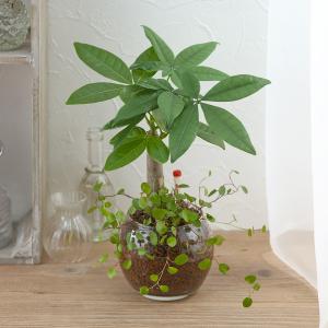誕生日 花 プレゼント ギフトお手入れかんたん観葉植物 パキラ ミューレンベキア 小さい おしゃれ 育てやすい インテリア鉢 新築祝 Tp1465 日比谷花壇 ヤフー店 通販 Yahoo ショッピング