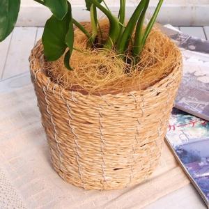 日比谷花壇公式 観葉植物「セローム・バスケット...の詳細画像2