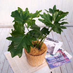 日比谷花壇公式 観葉植物「セローム・バスケット...の詳細画像3