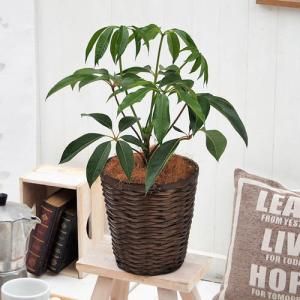 観葉植物「ツピタンサス・バスケット 」花  ギフト 誕生日 プレゼントインテリア鉢 御祝 開店祝 開業祝 新築祝 引っ越し祝い 結婚祝 新生活｜hibiyakadan