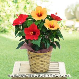 誕生日 ギフト 花 鉢植え 季節の花鉢  ハイビスカス2色仕立て 鉢花 記念日 結婚祝い 結婚記念日 送別